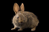 Western brush rabbit (Sylvilagus bachmani cinerascens) juvenile, portrait, Santa Barbara Wildlife Care Network, California, USA. Captive.