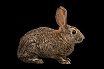 Riparian brush rabbit (Sylvilagus bachmani riparius) portrait, San Joaquin River National Wildlife Refuge, California, USA. Captive. Federally endangered.