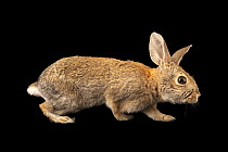 Los Angeles Basin brush rabbit (Sylvilagus bachmani cinerascens) portrait, Big Bear Alpine Zoo, California, USA. Captive.