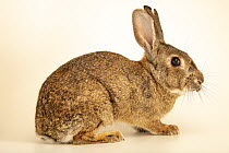 Iberian rabbit (Oryctolagus cuniculus algirus) portrait, Museum of Natural History and Science, Porto, Portugal. Captive.