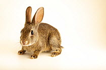 Iberian rabbit (Oryctolagus cuniculus algirus) juvenile, portrait, Museum of Natural History and Science, Porto, Portugal. Captive.