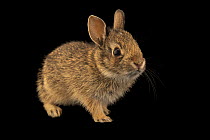 Texas cottontail rabbit (Sylvilagus floridanus alacer) juvenile, portrait, Wildlife Center of Texas, Houston, Texas, USA. Captive.