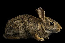 Eastern cottontail rabbit (Sylvilagus floridanus floridanus) portrait, from the wild, near Vero Beach, Florida, USA.