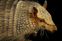 Screaming hairy armadillo (Chaetophractus vellerosus) portrait, Parque de las Leyendas, Peru. Captive.