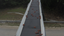 Drone panning shot of Christmas Island red crabs (Gecarcoidea natalis) using wildlife bridge over road during migration, Christmas Island. November.