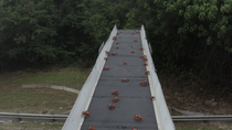 Drone tracking shot of Christmas Island red crabs (Gecarcoidea natalis) using wildlife bridge over road during migration. When the drone reaches the other side of the bridge, it pans down showing the...