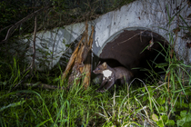 Beech marten (Martes foina) exiting a wildlife underpass below the A89 highway, Loire, France. May. Camera trap image.