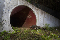 Common genet (Genetta genetta) entering a wildlife underpass below the A10 highway at night, Charente-Maritime, France. June. Camera trap image.