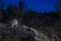 European hare (Lepus europaeus) using a wildlife crossing above the A89 highway at night, Correze, France. January. Camera trap image.