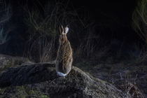 European hare (Lepus europaeus) using a wildlife crossing above the A89 highway at night, Correze, France. January. Camera trap image.