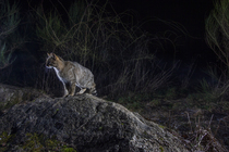 European wildcat (Felis silvestris) using a wildlife crossing above the A89 highway at night, Correze, France. January. Camera trap image.