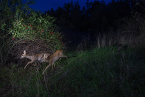 Two Roe deers (Capreolus capreolus) using a wildlife crossing above the busy A7 highway at night, Drome, France. September. Camera trap image.