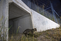 Wild cat (felis silvestris) juvenile, exiting a wildlife underpass below the A89 highway, Correze, France. July. Camera trap image.
