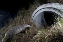Badger (meles meles) entering a wildlife underpass below the A89 highway at night, Rhone, France. June. Camera trap image.