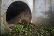 Fox (Vulpes vulpes) entering a wildlife underpass below the A10 highway, Charente-Maritime, France. June. Camera trap image.