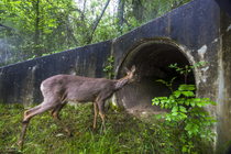 Roe deer (Capreolus capreolus) approaching entrance to a wildlife underpass below the A89 highway, Loire, France. May. Camera trap image.