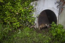 Badger (meles meles) entering a wildlife underpass below the A10 highway, Charente-Maritime, France. May. Camera trap image.