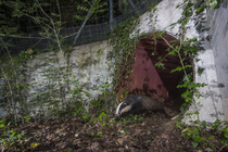 Badger (meles meles) exiting a wildlife underpass below the A10 highway at night, Charente-Maritime, France. May. Camera trap image.