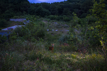 Roe deer (Capreolus capreolus) male, using a wildlife crossing above the A64 highway at night, Landes, France. June. Camera trap image.