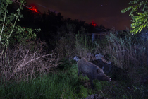 Wild boar (Sus scrofa) using a wildlife crossing above the busy A7 highway at night, red lights from wind turbines in background,  Drome, France. September. Camera trap image.