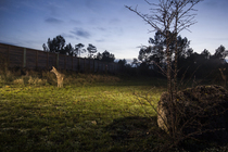 Roe deer (Capreolus capreolus) standing on a wildlife crossing above the A10 highway at dusk, Charente-Maritime, France. January. Camera trap image.