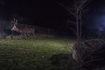 Red deer (Cervus elaphus) stag, using a wildlife crossing above the A10 highway at night, Charente-Maritime, France. January. Camera trap image.
