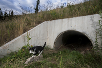Domestic cat (Felis catus) using a wildlife underpass below the A89 highway, Rhone, France. July. Camera trap image.