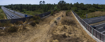Roe deer (Capreolus capreolus) running across a wildlife crossing above the A10 highway, Charente-Maritime, France. August. Camera trap image. Stitched.