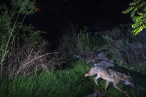 Eurasian wolf (Canis lupus) using a wildlife crossing above the busy A7 highway at night, Drome, France. October. Camera trap image.
