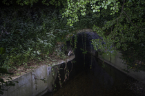 Badger (Meles meles) walking through a wildlife underpass below the A64 highway and above the Rieu-tort brook at night, Hautes-Pyrenees, France. May. Camera trap image.
