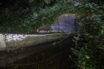 Fox (Vulpes Vulpes) using a wildlife underpass below the A64 highway and above the Rieu-tort brook at night, Hautes-Pyrenees, France. June. Camera trap image.