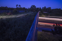 Group of Roe deers (Capreolus capreolus) grazing on a wildlife crossing above the A10 highway at night, Charente-Maritime, France. May. Camera trap image.