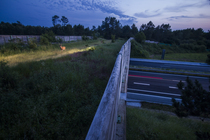 Roe deer (Capreolus capreolus) walking across a wildlife crossing above the A10 highway at dawn, Charente-Maritime, France. June. Camera trap image.