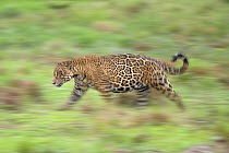 Jaguar (Panthera onca) male, patrolling forest edge, Refugio Ecologico Caiman, Mato Grosso do Sul, Pantanal, Brazil.
