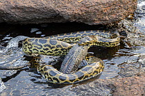 Yellow anaconda (Eunectes notaeus) with fish prey in mouth at river edge, Refugio Ecologico Caiman, Mato Grosso do Sul, Pantanal, Brazil.