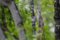Common potoo (Nyctibius griseus) roosting on broken tree branch during the day, Pousada Araras, Pantanal, Brazil.