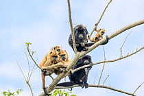 Group of Black-and-gold howler monkeys (Alouatta caraya) juvenile males and females with an infant, sitting on tree branch, Cuiaba River, Pantanal, Brazil.
