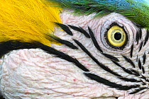 Blue-and-yellow macaw (Ara ararauna) face detail, Pantanal, Mato Grosso, Brazil.