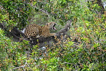 Jaguar (Panthera onca) resting on tree branch yawning, Three Brothers River system, Porto Jofre, Pantanal, Brazil.