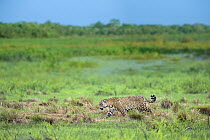 Jaguar (Panthera onca) male, patrolling along edge of swampland, Refugio Ecologico Caiman, Mato Grosso do Sul, Pantanal, Brazil.