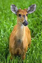 Marsh deer (Blastocerus dichotomus) juvenile male, standing in swampland vegetation, Refugio Ecologico Caiman, Mato Grosso do Sul, Pantanal, Brazil.