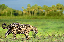 Jaguar (Panthera onca) male, patrolling along edge of swampland, Refugio Ecologico Caiman, Mato Grosso do Sul, Pantanal, Brazil.