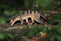 Banded civet (Hemigalus derbyanus) juvenile male, foraging in leaf-litter at night in lowland rainforest, Danum Valley, Sabah, Borneo.