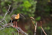 Buff-necked ibis (Theristicus caudatus) perched in tree, Buraco das Araras, Mato Grosso do Sul, Brazil.