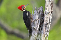 Lineated woodpecker (Dryocopus lineatus) perched on dead tree, Buraco das Araras, Mato Grosso do Sul, Brazil.