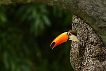 Toco toucan (Ramphastos toco) peering out of nest hole, Refugio Ecologico Caiman, Mato Grosso do Sul, Pantanal, Brazil.