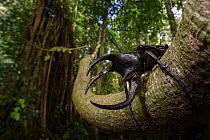 Adult male three-horned rhinoceros beetle (Chalcosoma moellenkampi) in rainforest understory. Danum Valley, Sabah, Borneo.