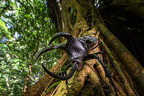 Three-horned rhinoceros beetle (Chalcosoma moellenkampi) male, resting on branch in rainforest, Danum Valley, Sabah, Borneo.