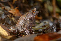 Bornean horned frog (Megophrys nasuta) male, resting in leaf litter on rainforest floor, Danum Valley, Sabah, Borneo.
