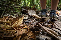 Fer-de-lance (Bothrops asper) resting in leaf litter on the rainforest floor, with person standing in background, Boca Tapada region, Costa Rica.
